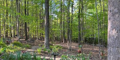 A serene forest scene with tall trees and green foliage in spring.