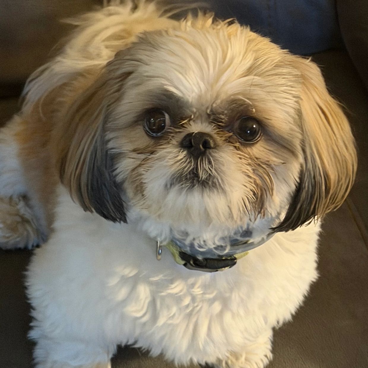 Close-up of a fluffy Shih Tzu dog with big eyes resting indoors.