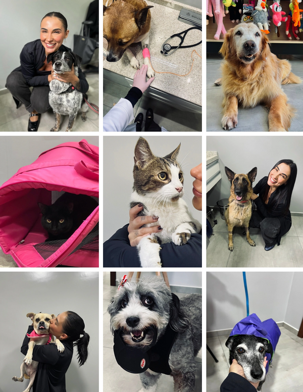 A woman with various dogs and cats at a veterinary clinic.