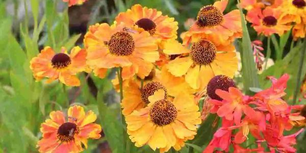 Bright orange and yellow flowers with dark centers bloom in a garden.