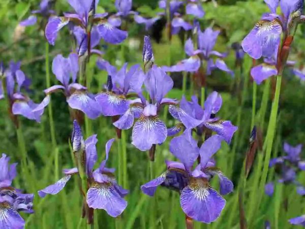 Cluster of vibrant purple iris flowers blooming in a green field.