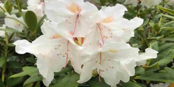 Close-up of delicate white rhododendron flowers with pink stamens.