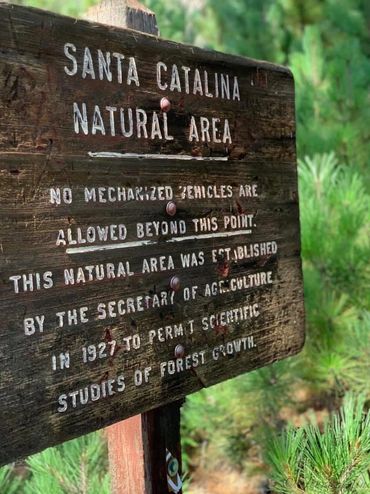 Forest Pine trees and hiking into wilderness and nature areas.