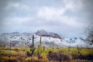 Santa Catalina mountains covered in snow with saguaros below.