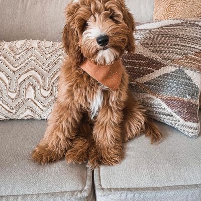 Fluffy brown puppy with a white chest sits on a couch wearing a brown bandana.