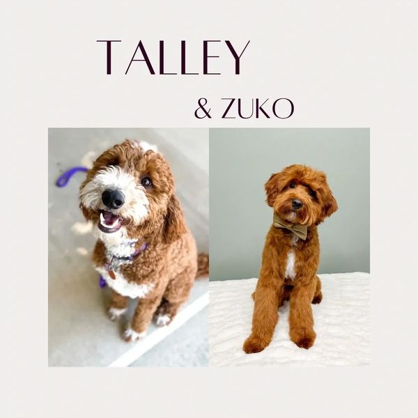 Two adorable brown dogs, Talley and Zuko, posing for the camera.