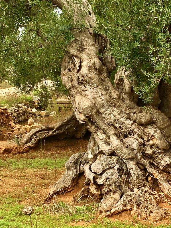 One of the oldest olive trees in the world from the Apulia region of Italy, where these trees are re