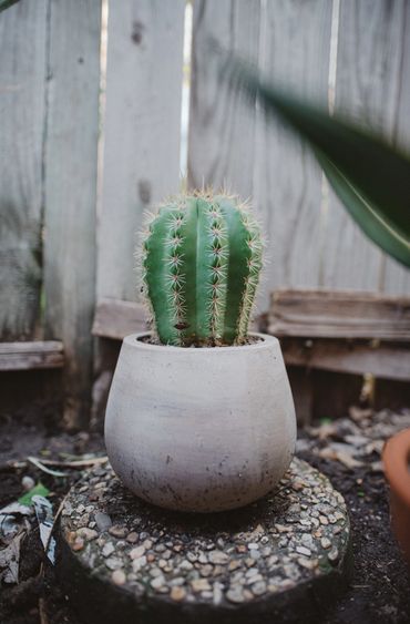 Cactus in pot