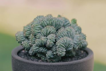 Cactus in modern planter