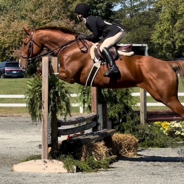 Horse and rider jumping over an obstacle.
