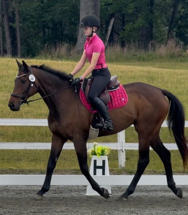 Horse and rider in equestrian attire during dressage.