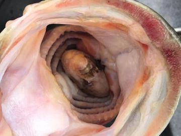 Large Mouth Bass, prespawn, Tennessee River, Pickwick Lake, Guntersville, Largemouth eating shad