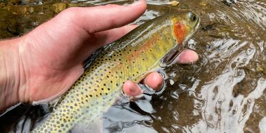Hand holding a speckled trout above water.