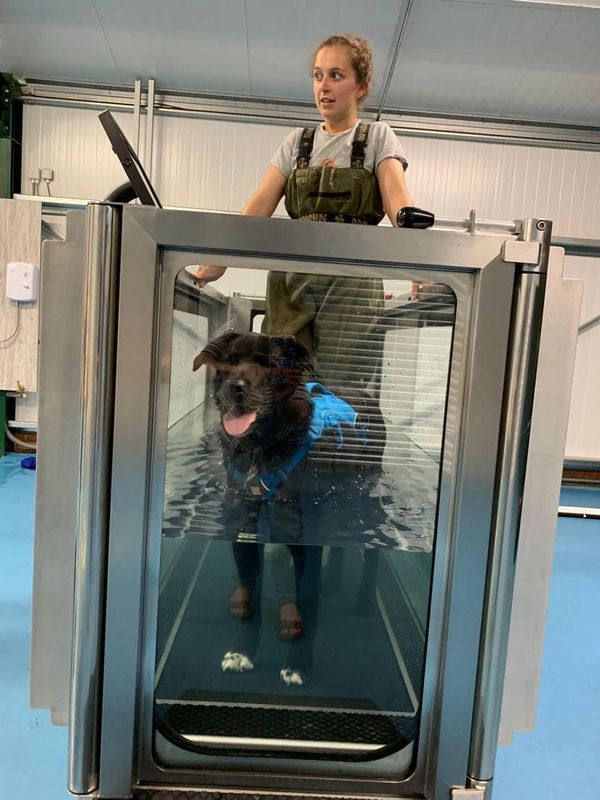 A dog hydrotherapy session in our Underwater Treadmill