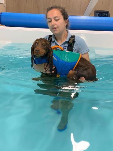 A dog hydrotherapy session in our pool