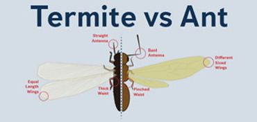 Termite compared to ant