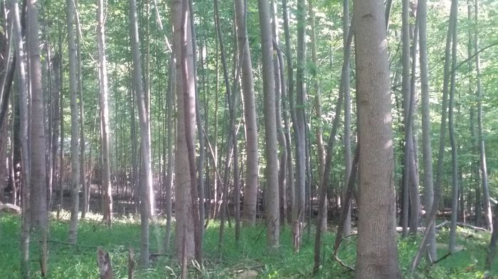 trees in the forest