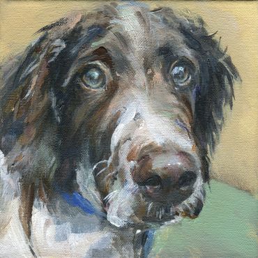 Springer Spaniel Painting