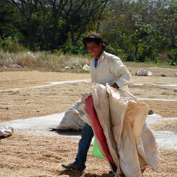 Coffee Farm, drying process
Honduras