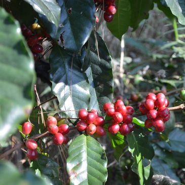 Coffee Cherries
Honduras