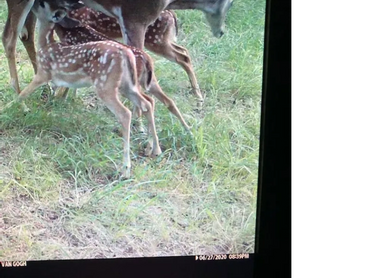 Vannie's mother with her triplets.