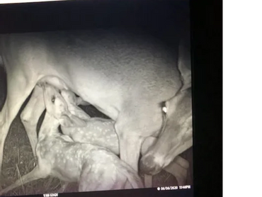 Vannie's twin sisters.