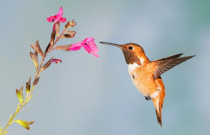 A hummingbird hovering near a pink flower.
