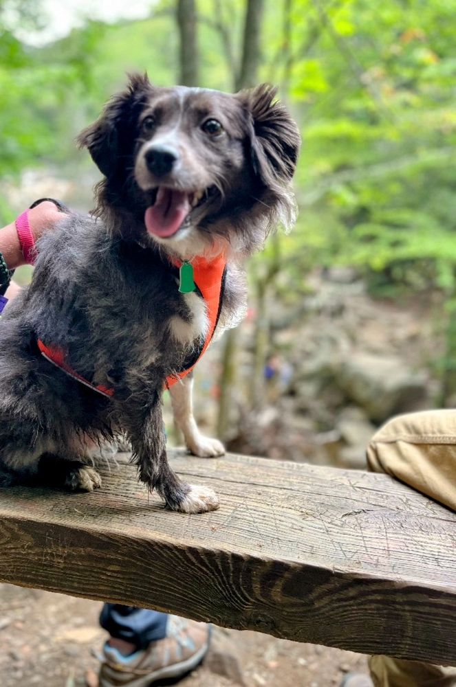 Happy dog sitting on a wooden bench in a forest.