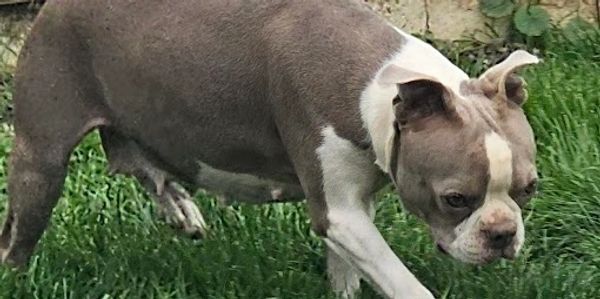 A focused dog walking on green grass outdoors.