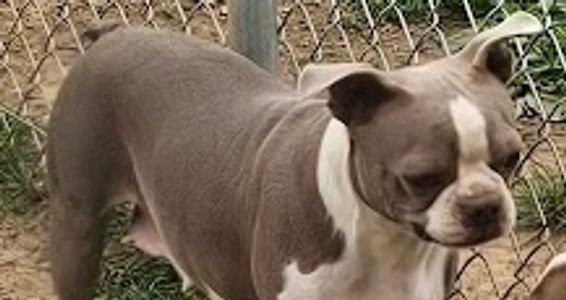 A gray and white dog standing near a chain-link fence outdoors.