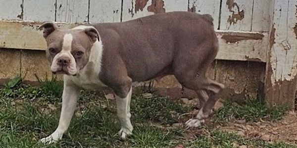 A small brown and white dog standing on grass near a weathered wooden fence.