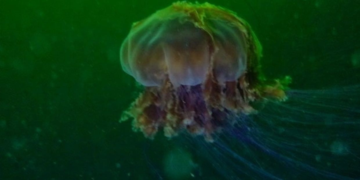 Scuba Diving with Lions Mane Jellyfish Vancouver island.  June 2020