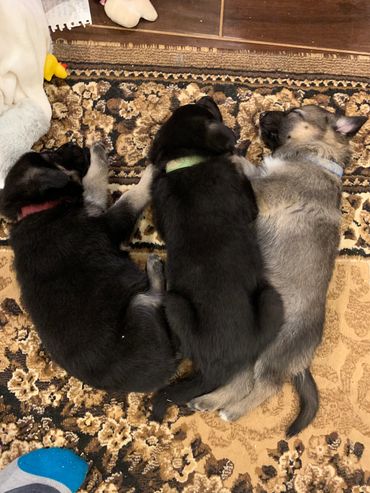 2020 Litter (Bubbles X CH Remington)