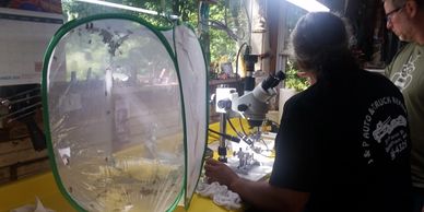 Drones were released into a "butterfly grow house" prior to eversion