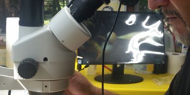 Observations can be made from both the microscope and a video screen