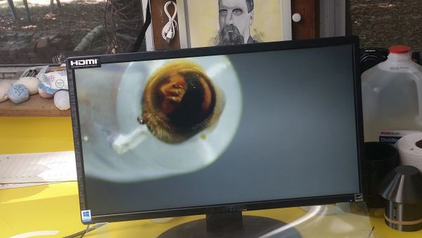 At first, the stinger needs to be pulled back.