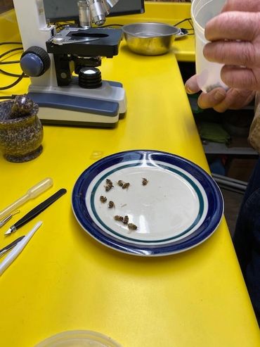 Bees collected for sampling