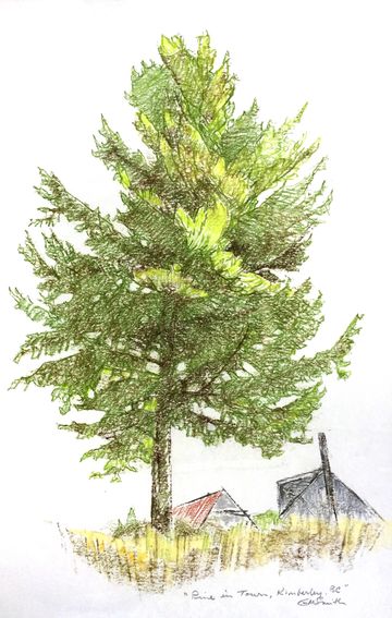 grant smith studio original artwork paintings kimberley bc pine tree townsite