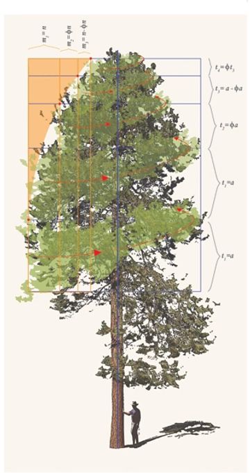 grant smith studio original artwork paintings kimberley bc pine tree