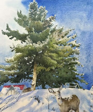 winter curious doe kimberley bc watercolour painting grant smith studio