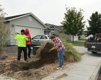 Crew removing Ravenna grass