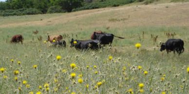 Yellow starthistle and cattle