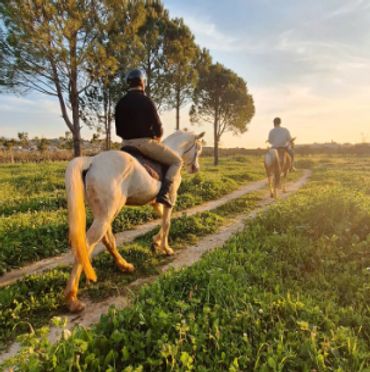 horseback trail riding