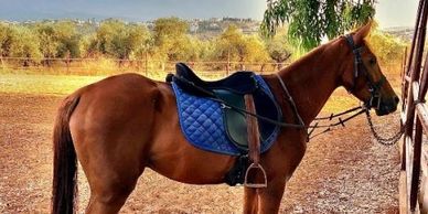 horse riding lebanon