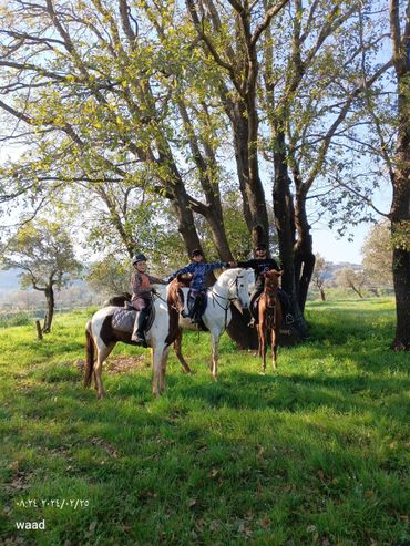 horseback trail riding