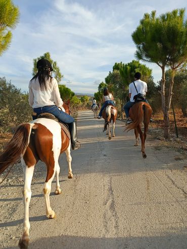 horseback trail riding
