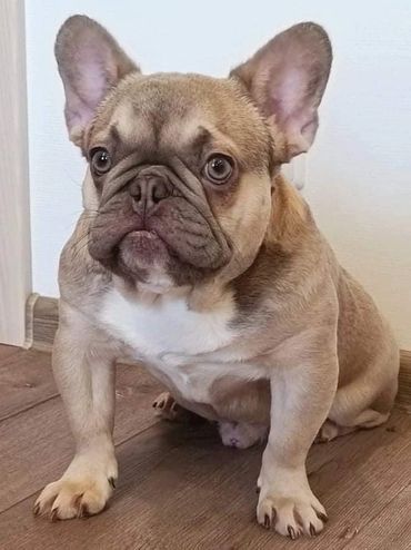 frenchie-bullivard,#frenchi-bullivard, #frenchie-blvd,#frenchie, #fluffyfrenchie,#frenchie-bullevard