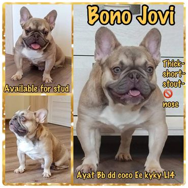 frenchie-bullivard,#frenchi-bullivard, #frenchie-blvd,#frenchie, #fluffyfrenchie,#frenchie-bullevard