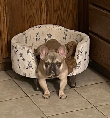 frenchie-bullivard,#frenchi-bullivard, #frenchie-blvd,#frenchie, #fluffyfrenchie,#frenchie-bullevard