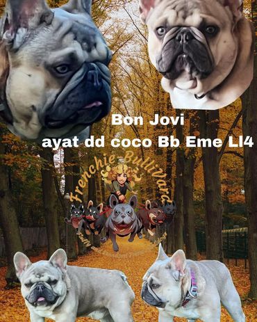 frenchie-bullivard,#frenchi-bullivard, #frenchie-blvd,#frenchie, #fluffyfrenchie,#frenchie-bullevard